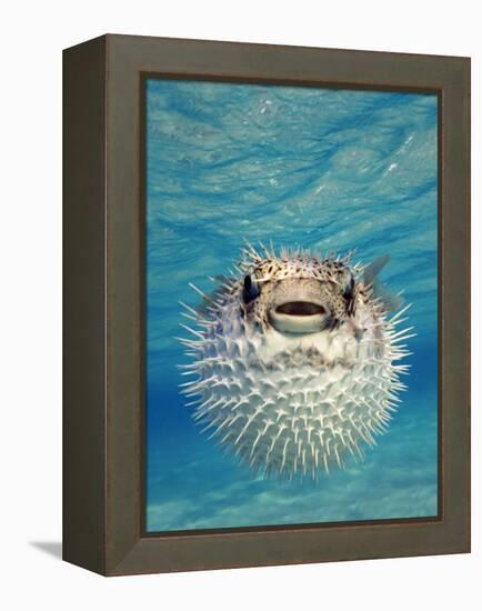 Close-up of a Puffer Fish, Bahamas-null-Framed Premier Image Canvas