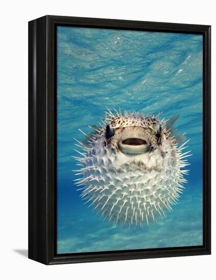 Close-up of a Puffer Fish, Bahamas-null-Framed Premier Image Canvas