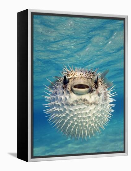 Close-up of a Puffer Fish, Bahamas-null-Framed Premier Image Canvas