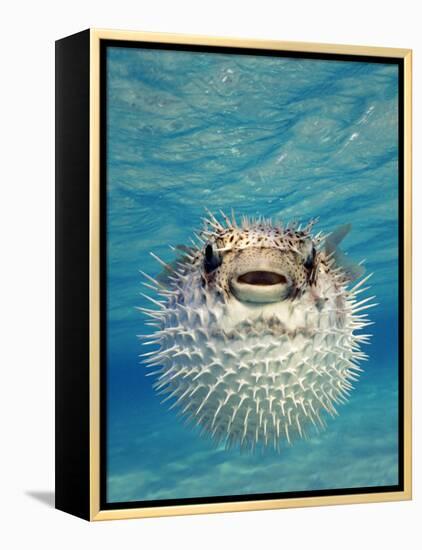 Close-up of a Puffer Fish, Bahamas-null-Framed Premier Image Canvas