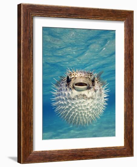 Close-up of a Puffer Fish, Bahamas-null-Framed Photographic Print