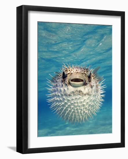 Close-up of a Puffer Fish, Bahamas-null-Framed Photographic Print