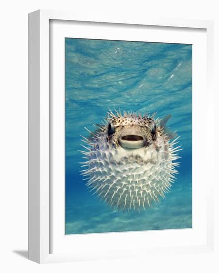 Close-up of a Puffer Fish, Bahamas-null-Framed Photographic Print