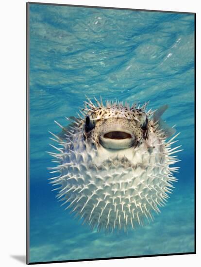 Close-up of a Puffer Fish, Bahamas-null-Mounted Photographic Print