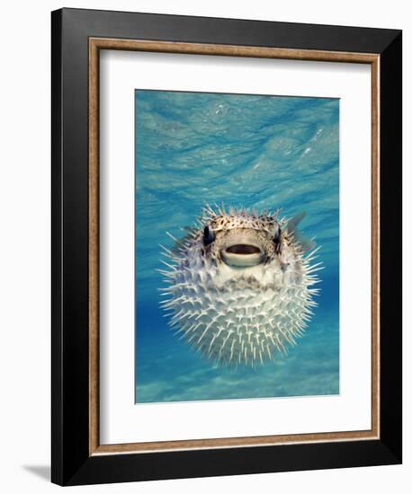 Close-up of a Puffer Fish, Bahamas-null-Framed Photographic Print