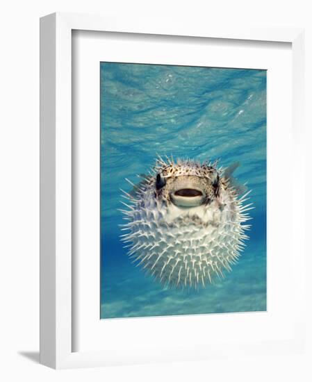 Close-up of a Puffer Fish, Bahamas-null-Framed Photographic Print