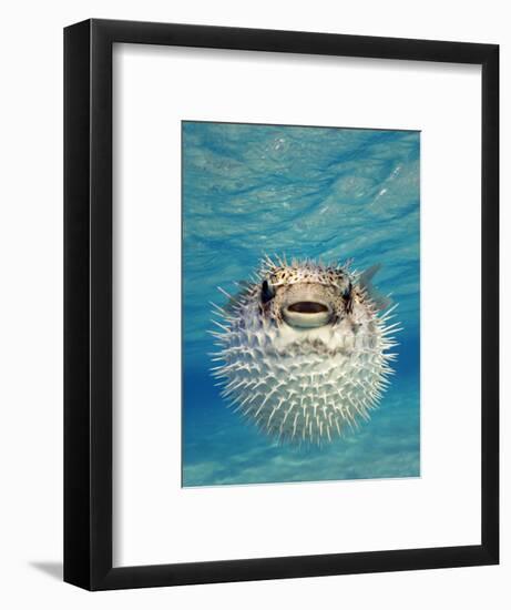 Close-up of a Puffer Fish, Bahamas-null-Framed Photographic Print