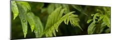 Premium Photographic Print