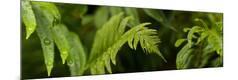 Premium Photographic Print