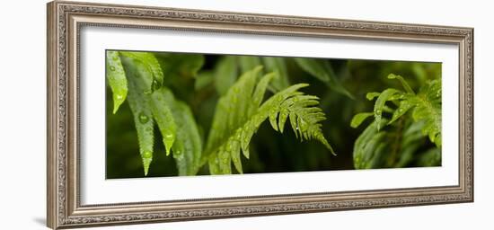 Close-Up of a Raindrops on Fern Leaves-null-Framed Photographic Print