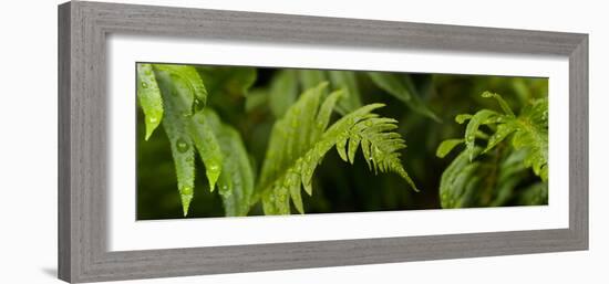 Close-Up of a Raindrops on Fern Leaves-null-Framed Photographic Print