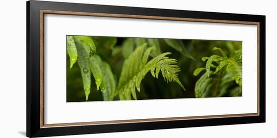 Close-Up of a Raindrops on Fern Leaves-null-Framed Photographic Print