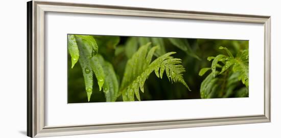 Close-Up of a Raindrops on Fern Leaves-null-Framed Photographic Print