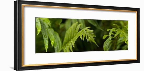 Close-Up of a Raindrops on Fern Leaves--Framed Photographic Print