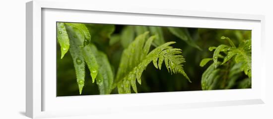 Close-Up of a Raindrops on Fern Leaves-null-Framed Photographic Print