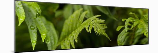 Close-Up of a Raindrops on Fern Leaves-null-Mounted Photographic Print