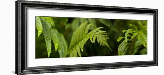 Close-Up of a Raindrops on Fern Leaves-null-Framed Photographic Print