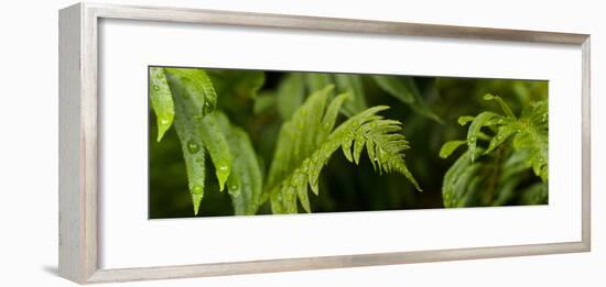 Close-Up of a Raindrops on Fern Leaves-null-Framed Photographic Print