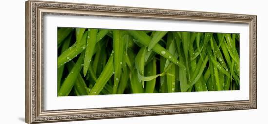 Close-Up of a Raindrops on Grass-null-Framed Photographic Print