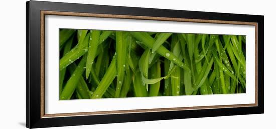 Close-Up of a Raindrops on Grass-null-Framed Photographic Print