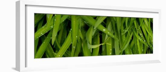 Close-Up of a Raindrops on Grass-null-Framed Photographic Print