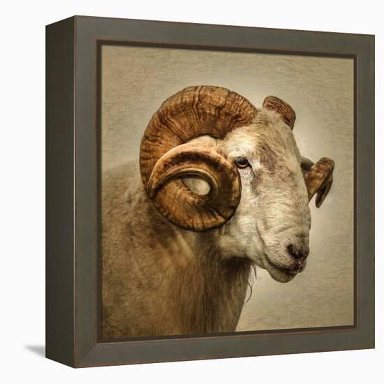 Close up of a Ram with large horns-Mark Gemmell-Framed Premier Image Canvas