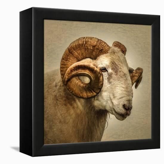 Close up of a Ram with large horns-Mark Gemmell-Framed Premier Image Canvas