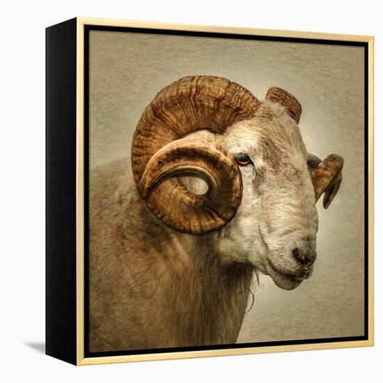 Close up of a Ram with large horns-Mark Gemmell-Framed Premier Image Canvas