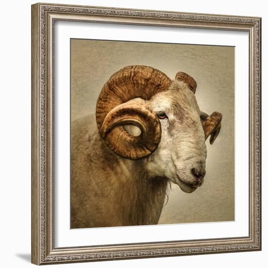 Close up of a Ram with large horns-Mark Gemmell-Framed Photographic Print