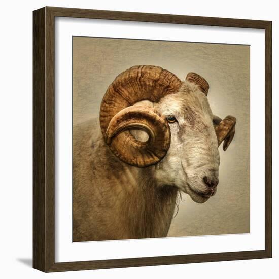 Close up of a Ram with large horns-Mark Gemmell-Framed Photographic Print