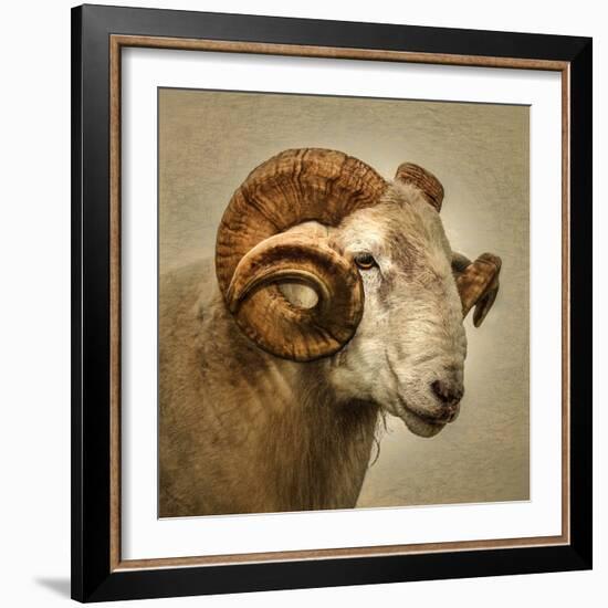 Close up of a Ram with large horns-Mark Gemmell-Framed Photographic Print