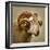 Close up of a Ram with large horns-Mark Gemmell-Framed Photographic Print