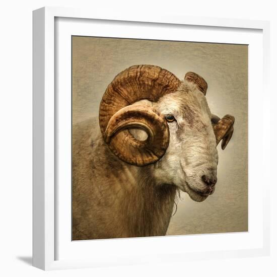 Close up of a Ram with large horns-Mark Gemmell-Framed Photographic Print