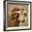 Close up of a Ram with large horns-Mark Gemmell-Framed Photographic Print