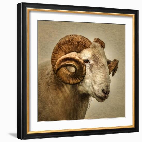 Close up of a Ram with large horns-Mark Gemmell-Framed Photographic Print