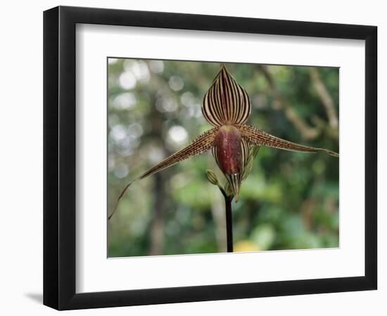 Close-up of a Rare Orchid Flower, Borneo, Asia-James Gritz-Framed Photographic Print