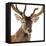 Close-Up of a Red Deer Stag in Front of a White Background-Life on White-Framed Premier Image Canvas