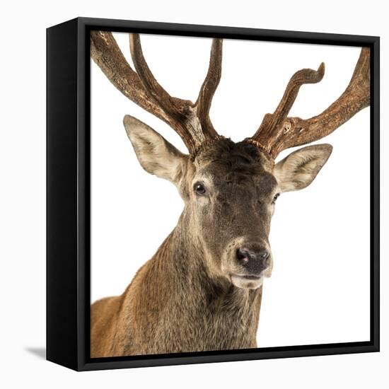 Close-Up of a Red Deer Stag in Front of a White Background-Life on White-Framed Premier Image Canvas