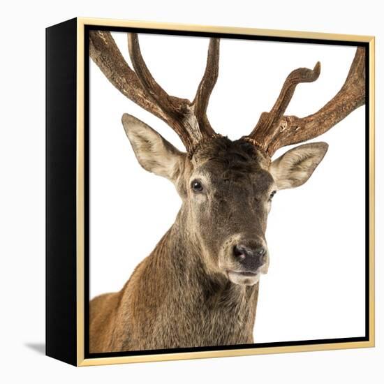 Close-Up of a Red Deer Stag in Front of a White Background-Life on White-Framed Premier Image Canvas