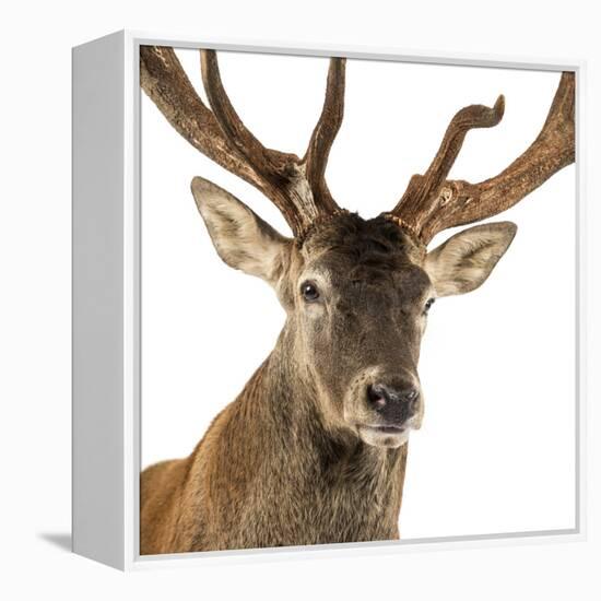 Close-Up of a Red Deer Stag in Front of a White Background-Life on White-Framed Premier Image Canvas