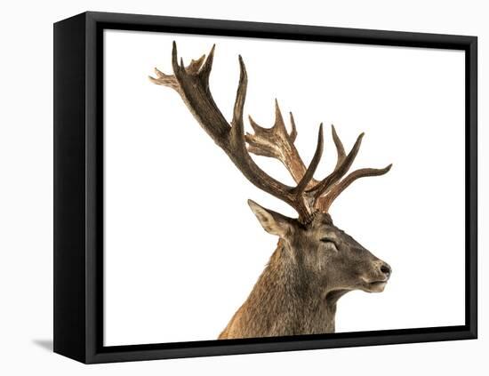 Close-Up of a Red Deer Stag in Front of a White Background-Life on White-Framed Premier Image Canvas