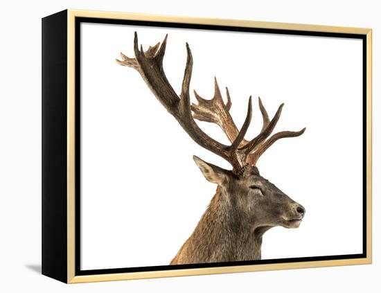 Close-Up of a Red Deer Stag in Front of a White Background-Life on White-Framed Premier Image Canvas