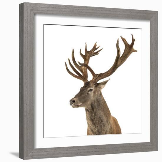 Close-Up of a Red Deer Stag in Front of a White Background-Life on White-Framed Photographic Print