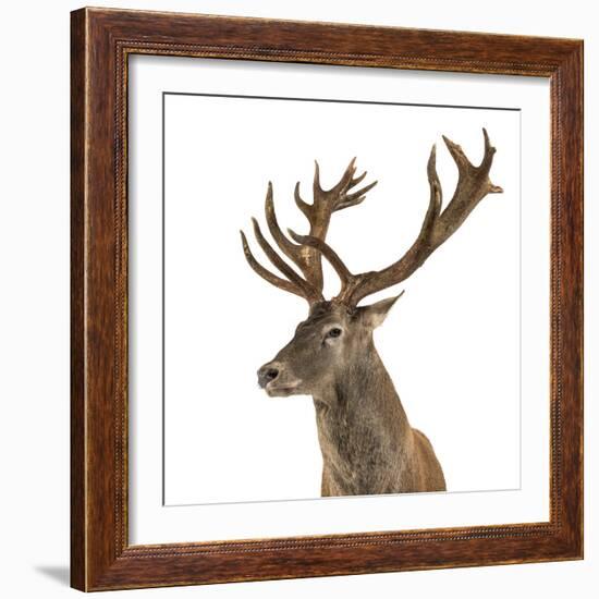 Close-Up of a Red Deer Stag in Front of a White Background-Life on White-Framed Photographic Print