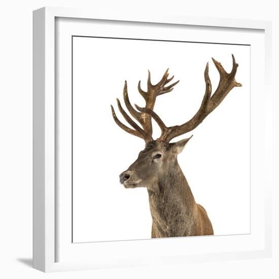 Close-Up of a Red Deer Stag in Front of a White Background-Life on White-Framed Photographic Print