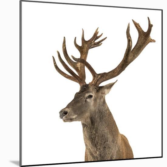 Close-Up of a Red Deer Stag in Front of a White Background-Life on White-Mounted Photographic Print