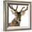 Close-Up of a Red Deer Stag in Front of a White Background-Life on White-Framed Photographic Print