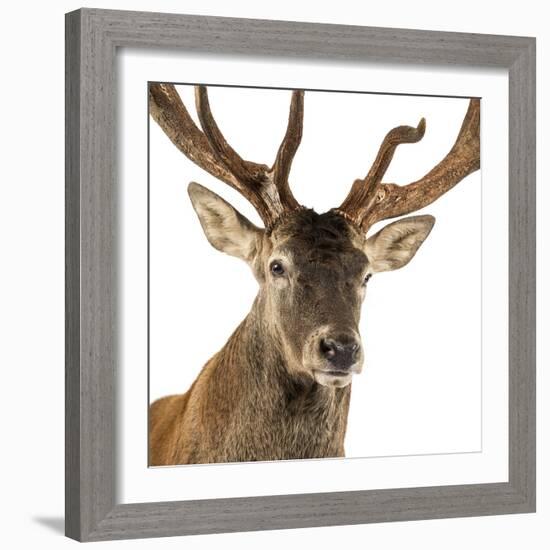 Close-Up of a Red Deer Stag in Front of a White Background-Life on White-Framed Photographic Print