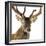 Close-Up of a Red Deer Stag in Front of a White Background-Life on White-Framed Photographic Print