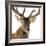 Close-Up of a Red Deer Stag in Front of a White Background-Life on White-Framed Photographic Print